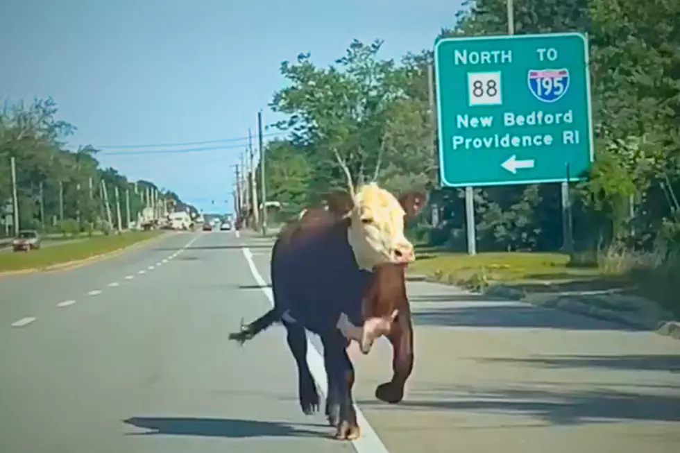 Westport Cow Escapes from Butcher Onto Route 6 [VIDEO]