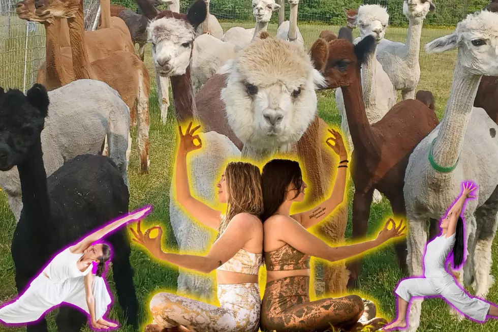 North Dartmouth Farm Brings Back Yoga with Alpacas for Its Fifth Year