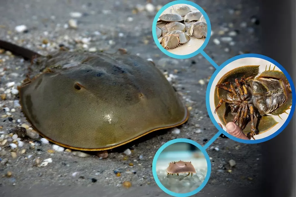 Dartmouth Mass Audubon Marks Horseshoe Crab Day