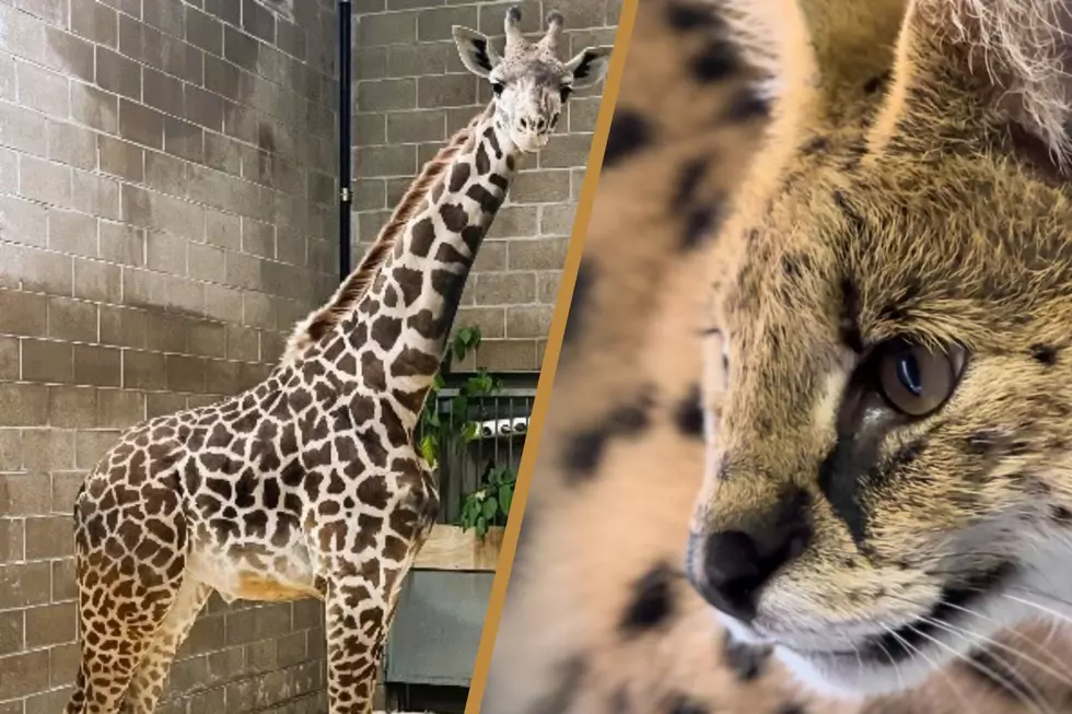 New Animals on Exhibit at Legendary Rhode Island Zoo