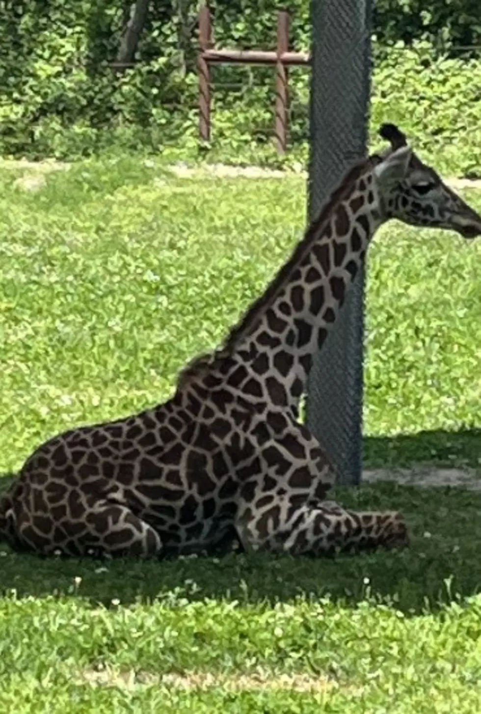 Courtesy of Roger Williams Park Zoo
