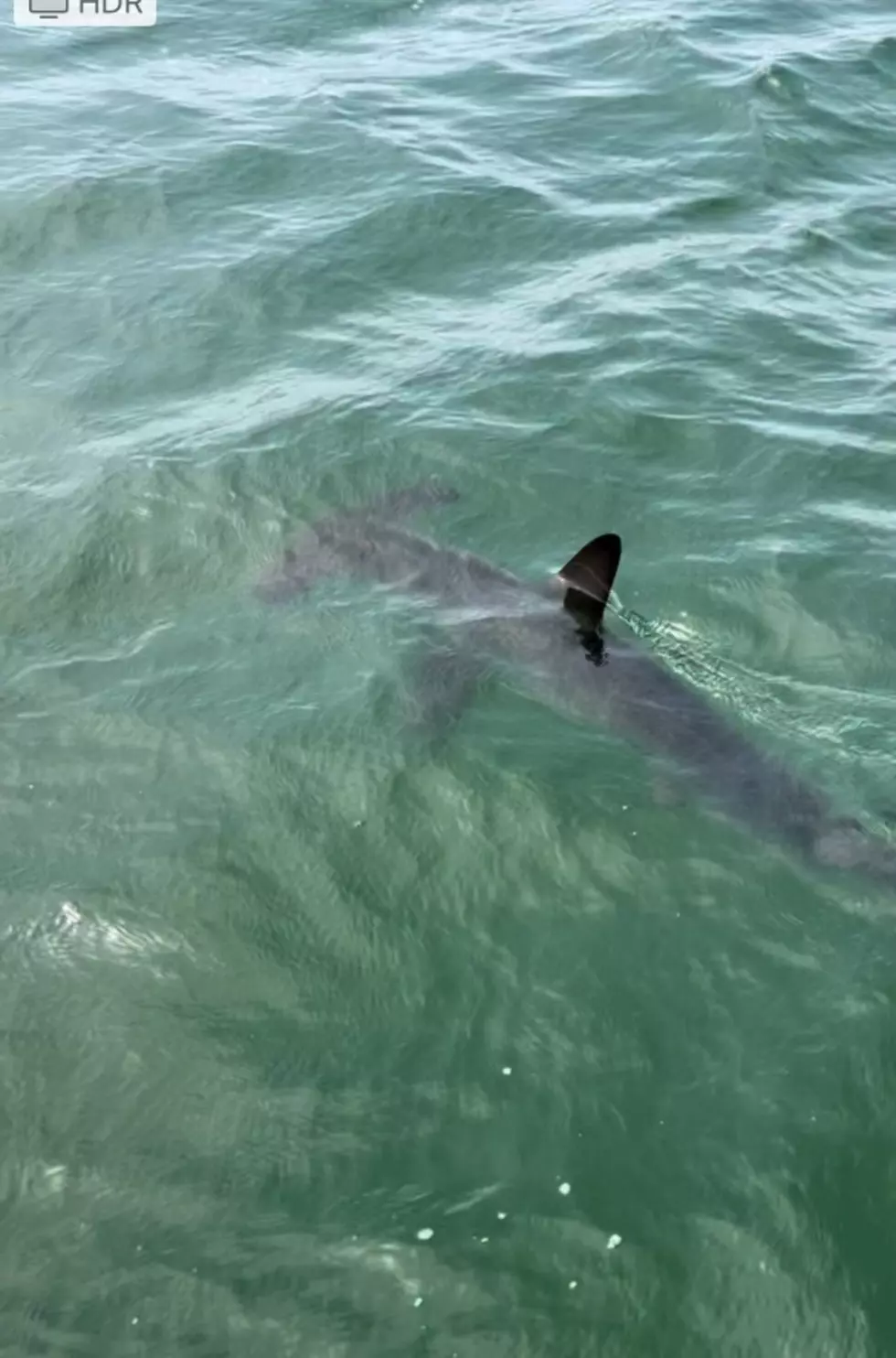 Atlantic White Shark Conservancy Facebook