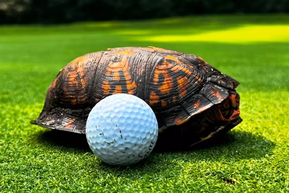 New Bedford Artist’s Golf Game Takes an Unexpected Turn as Turtle Steals the Spotlight