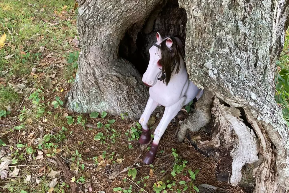 Have You Seen Me? Random Horse Pops Up in Mattapoisett