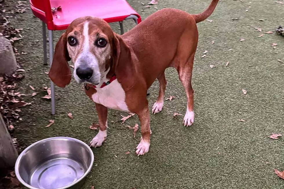 Lighthouse Animal Shelter