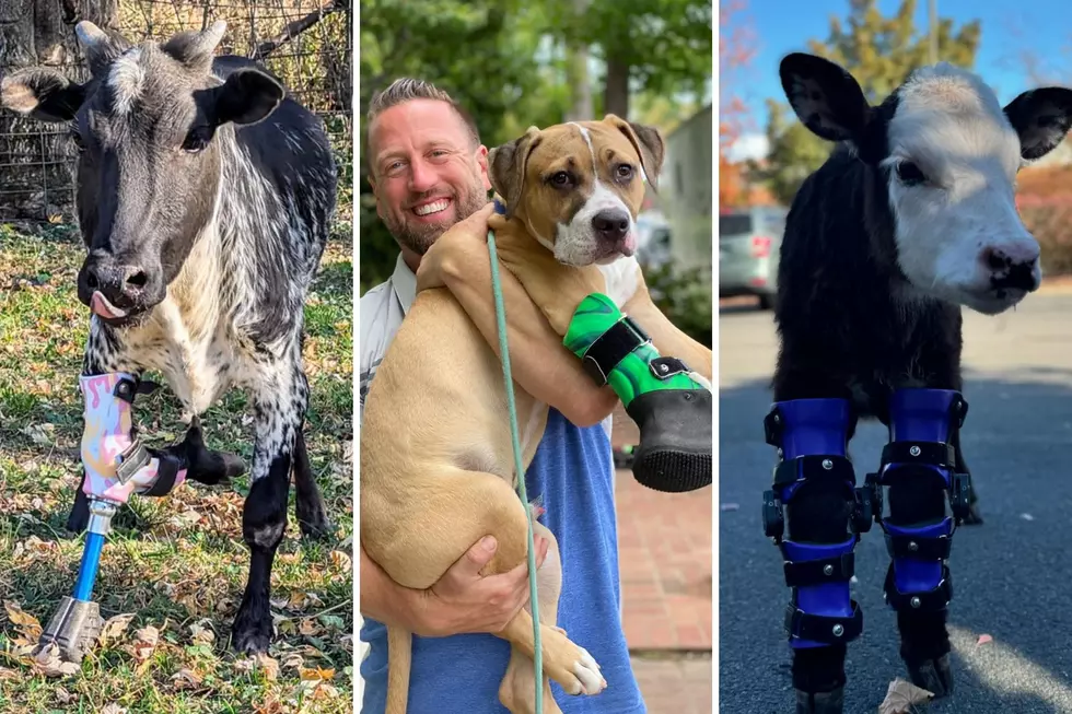 Courtesy of Bionic Pets via Facebook