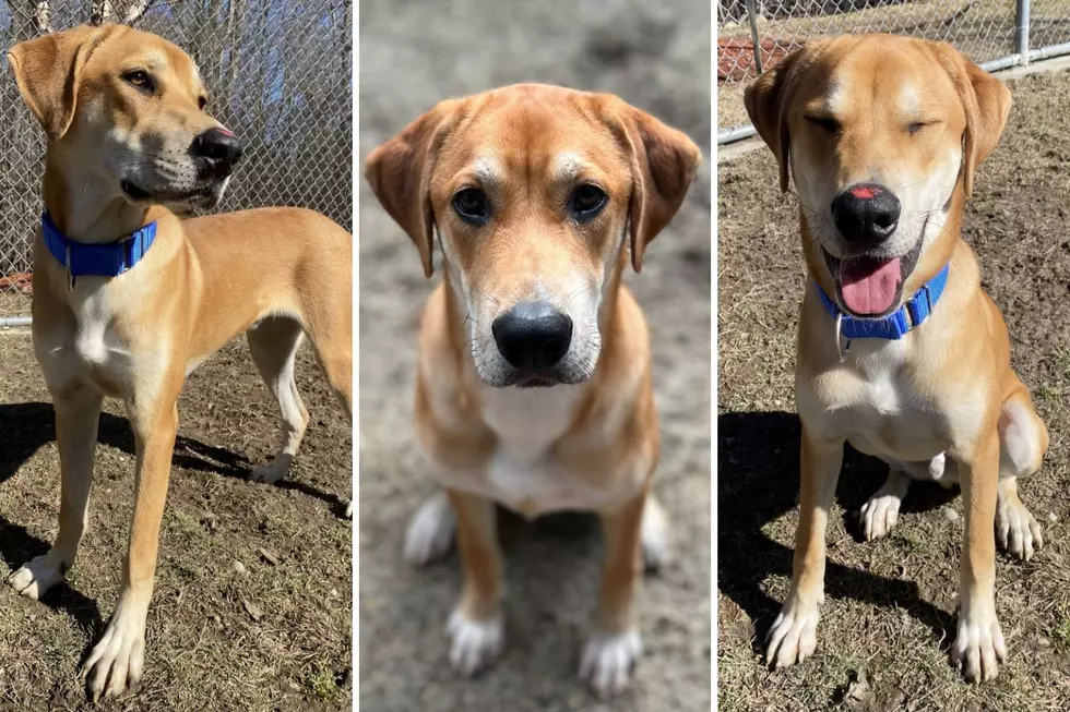 Forever Paws Animal Shelter