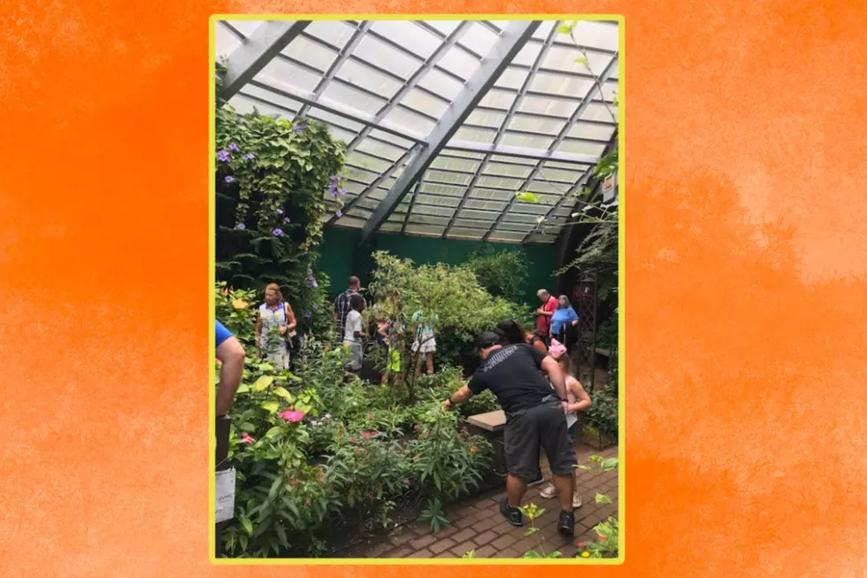 Butterfly Place 3