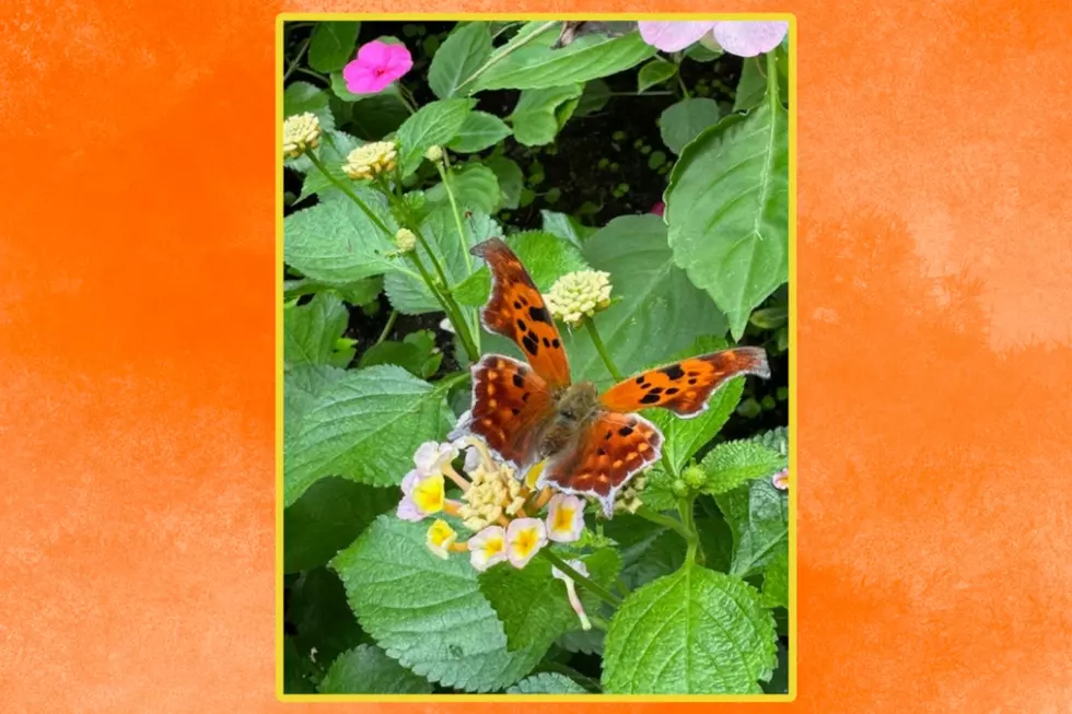 Butterfly Place 2