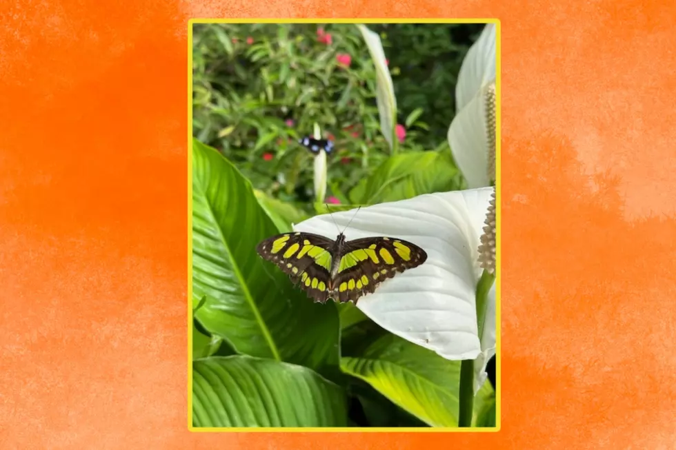 Butterfly Place 6