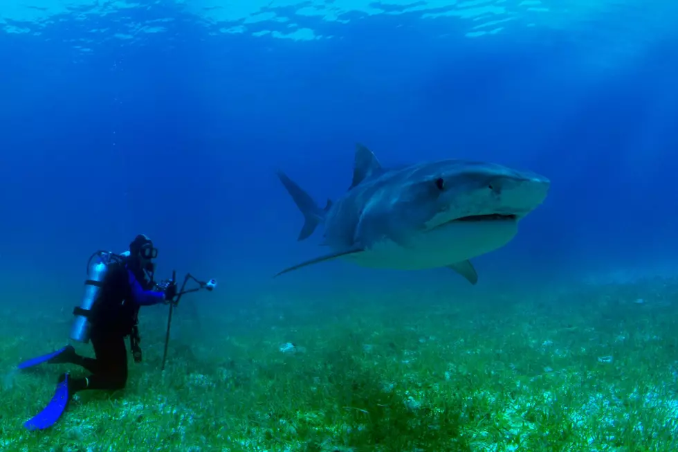 How Cape Cod Swimmers Can Avoid Shark Attacks