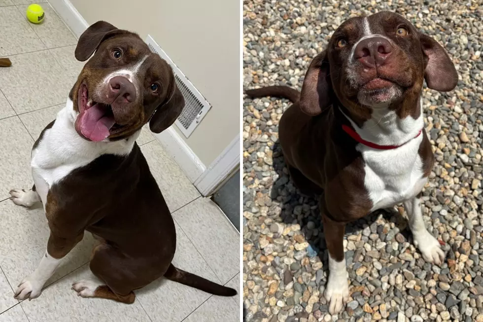 Forever Paws Animal Shelter