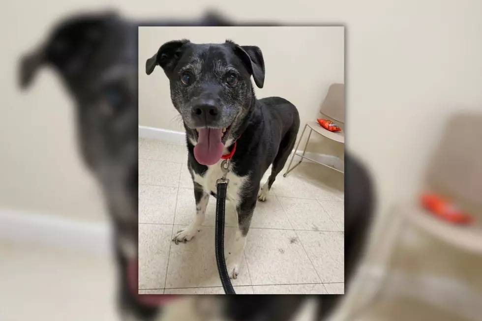 Fall River Dog Sent to Shelter After Owner Passes Away [WET NOSE WEDNESDAY]