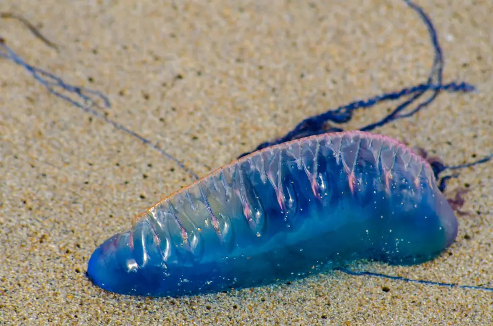 Portuguese Man o’ War at Beaches: Sting Risk an Treatment Tips