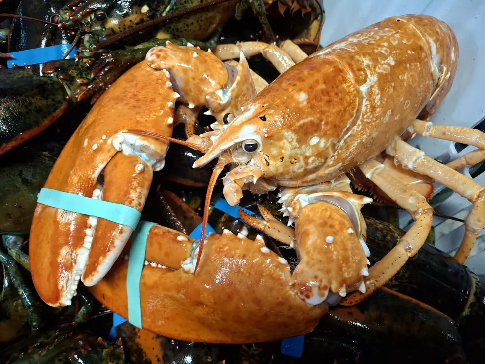 Courtesy Dave Mataronas, Sakonnet Lobster Co.