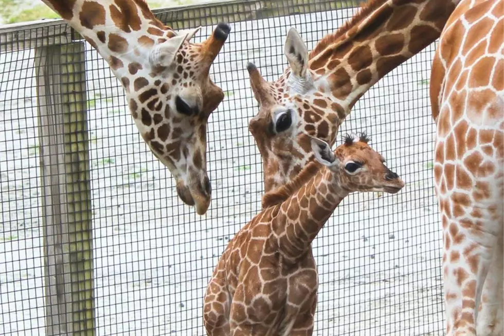 Southwick's Zoo via Facebook