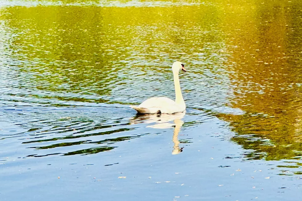 Seekonk’s Old Grist Mill Tavern Unveils Giant Swan Paddle Boat