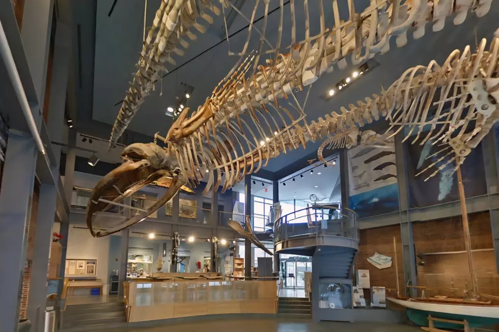 NEW BEDFORD WHALING MUSEUM
