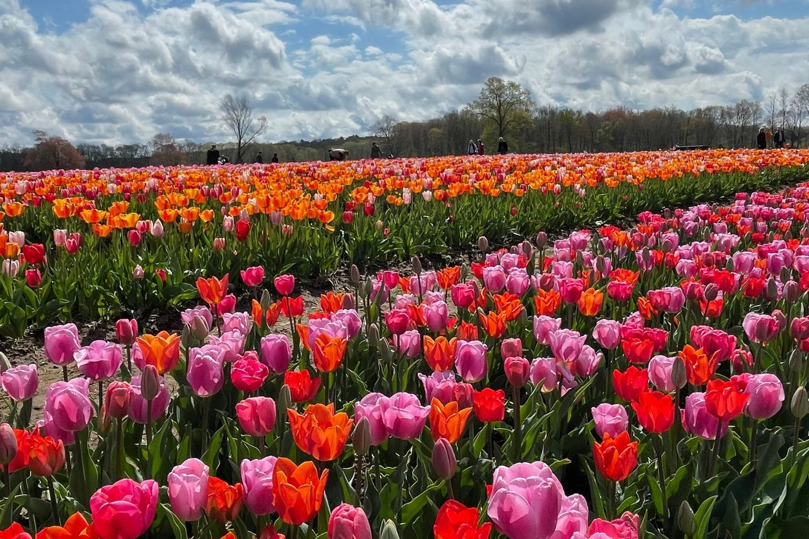 Massive RI Tulip Farm Opening Soon