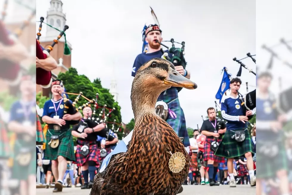 Rhode Island Duck Becomes Scotland’s Unofficial World Cup Mascot