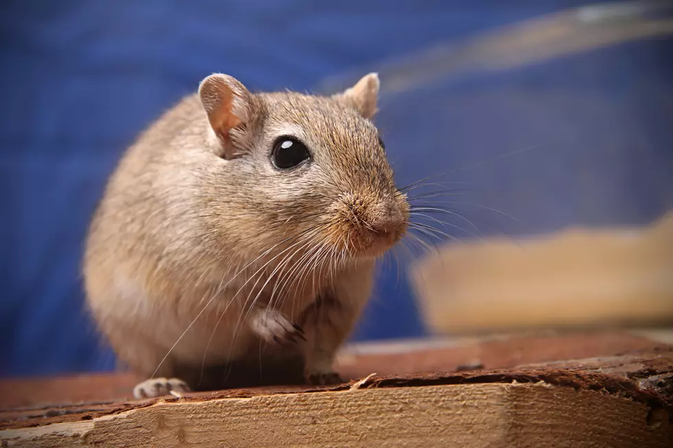 What to Know Before Buying a Small Animal