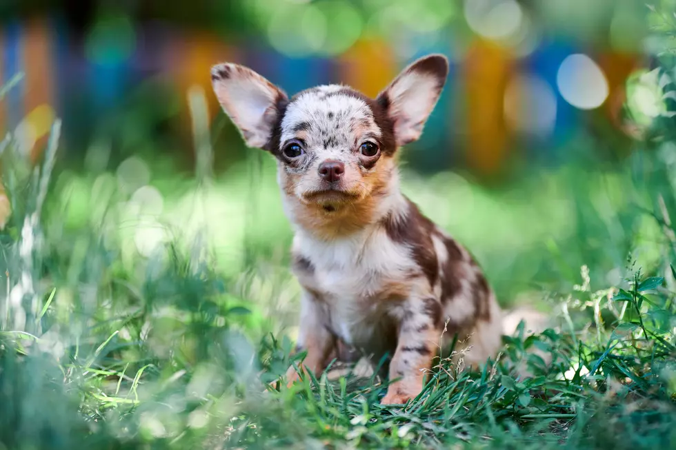 The Surprising Mistake Most Small Dog Owners Make