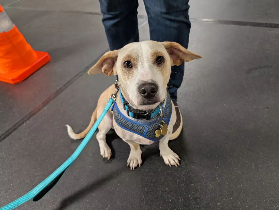 Why a Newly Adopted New Bedford Dog Is the Ultimate Proof That Shelter Rescue Works