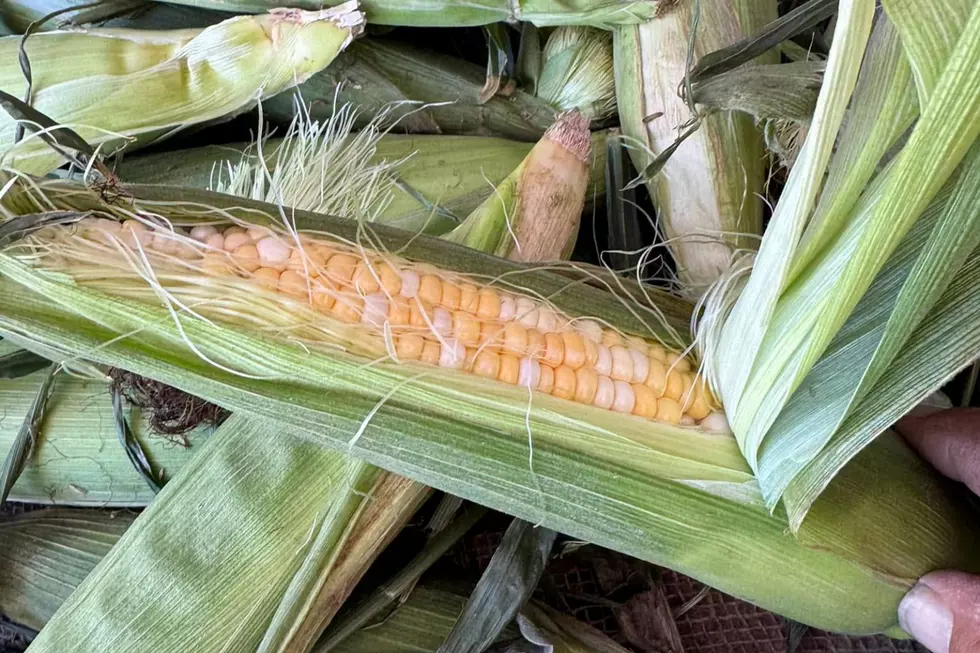 SouthCoast Farm Stand Etiquette