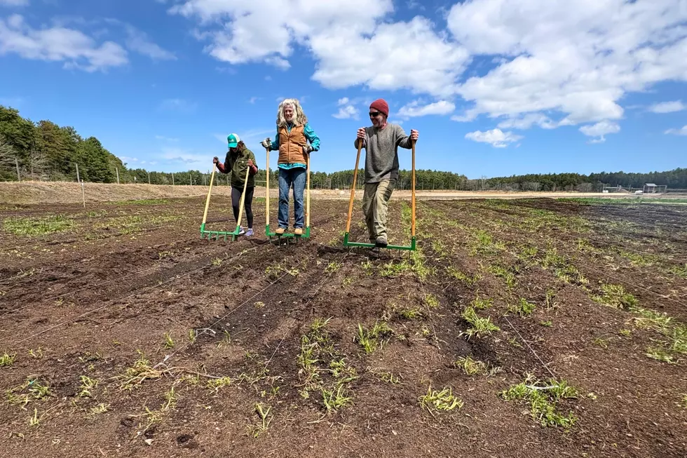 A Massachusetts Farm Just Got a Massive Grant to Build a Solar Array