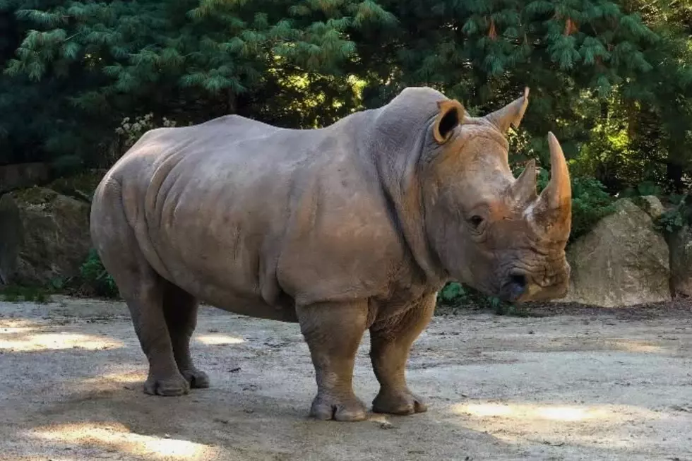 Iconic White Rhino Dies Unexpectedly at Southwick's Zoo