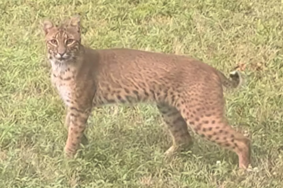 Mattapoisett Family Captures Fifteen Minute Encounter With Bold Bobcat