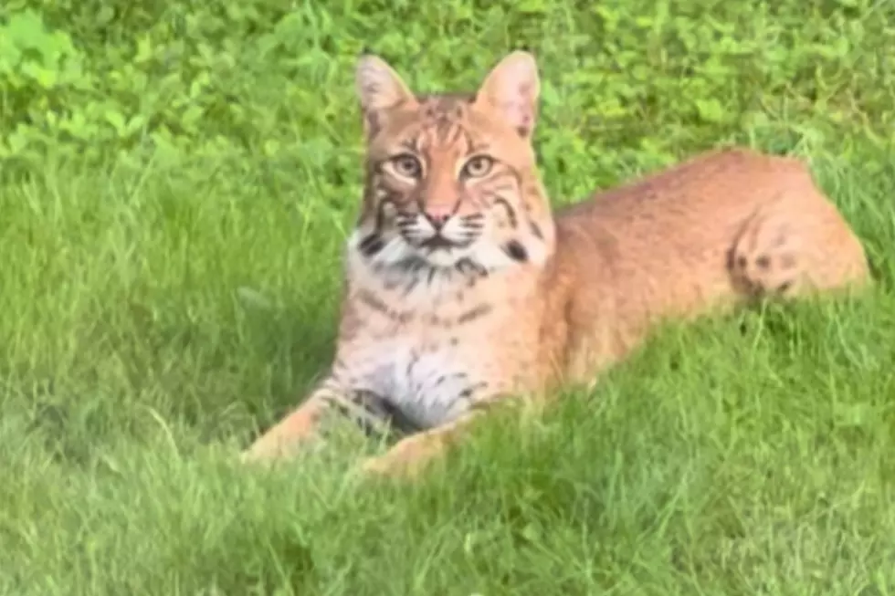 Mattapoisett Family Captures Fifteen Minute Encounter With Bold Bobcat