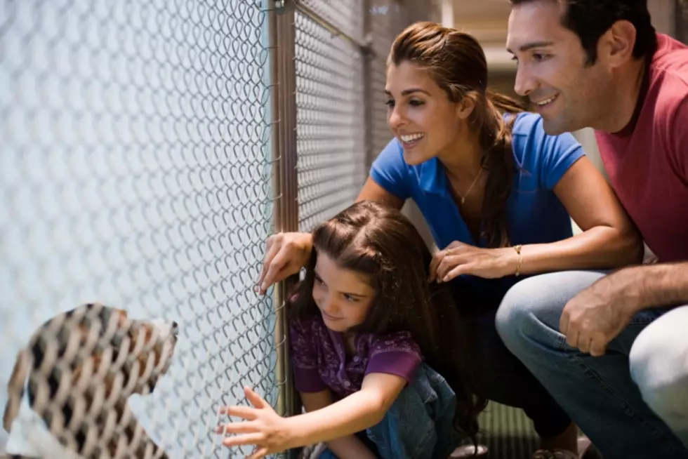 How to Keep Animals Calm When Visiting a Shelter