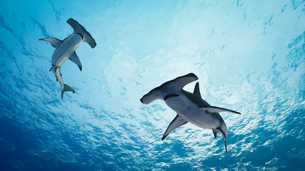 Rare Hammerhead Sighting Turns Into RI First