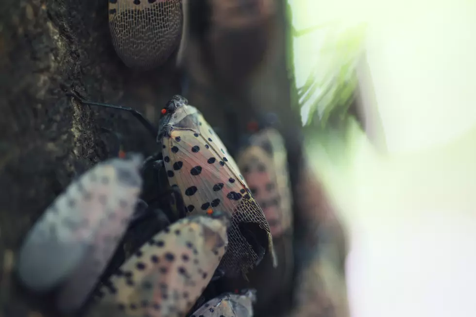 The Surprising Secret Weapon Against Spotted Lanternflies: Your Own Backyard Dog