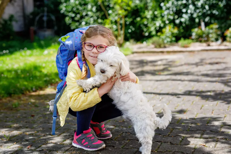 Helping Dogs Adjust When the Kids Return to School