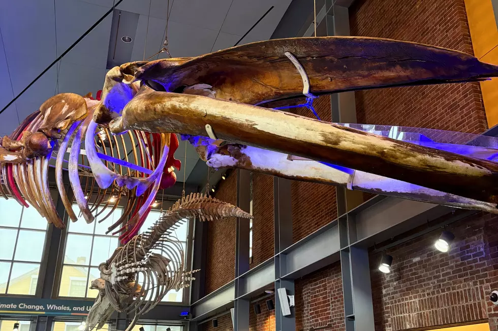 The Secret Free Massachusetts Attraction You Never Knew Existed
