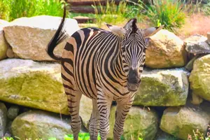 Beloved Zebra Zipper Passes Away at Roger Williams Park Zoo After Critical Injury