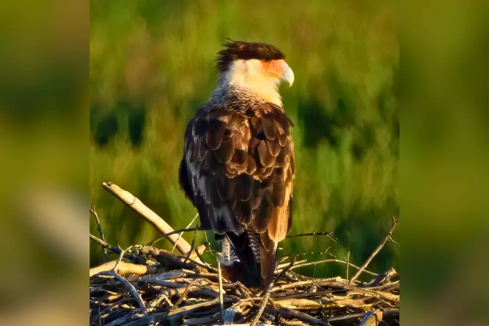 A Tropical Falcon Just Showed Up on Cape Cod Thousands of Miles Off Course