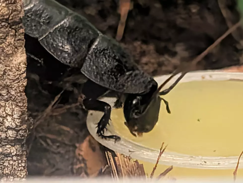 Why Creepy-Crawly Arthropods Are Quietly Becoming the Most Popular Low-Maintenance Pets