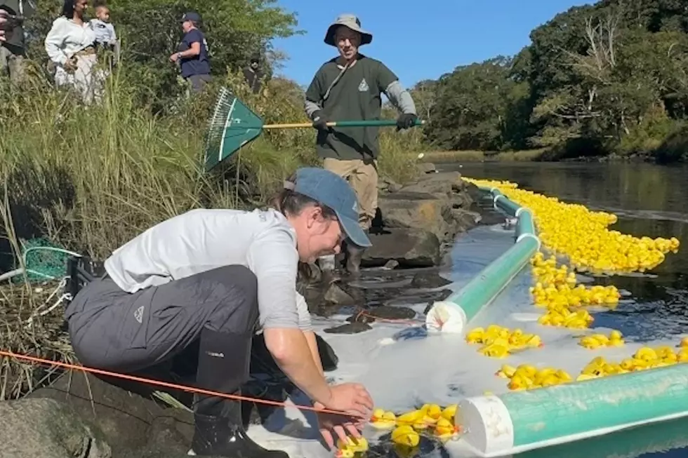 Dartmouth Duck Derby Names Its 2026 Winners and a Beloved Last-Place ‘Slacker Quacker’