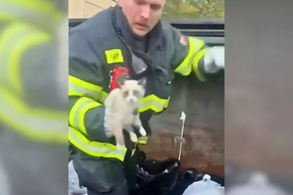 Massachusetts Firefighters Rescue Tiny Kitten From Station Dumpster Before Finding Him a Home