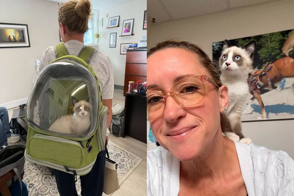 Massachusetts Firefighters Rescue Tiny Kitten From Station Dumpster