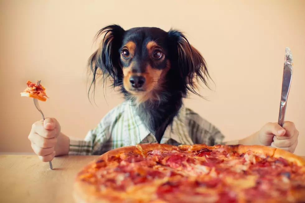 18 Common Human Foods That Are Dangerously Toxic to Dogs