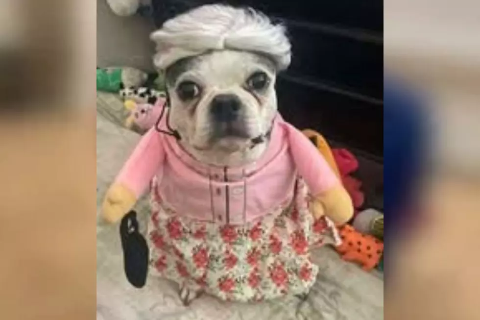SouthCoast Pet Parents Go All-Out: See Local Dogs Dressed Up for Halloween