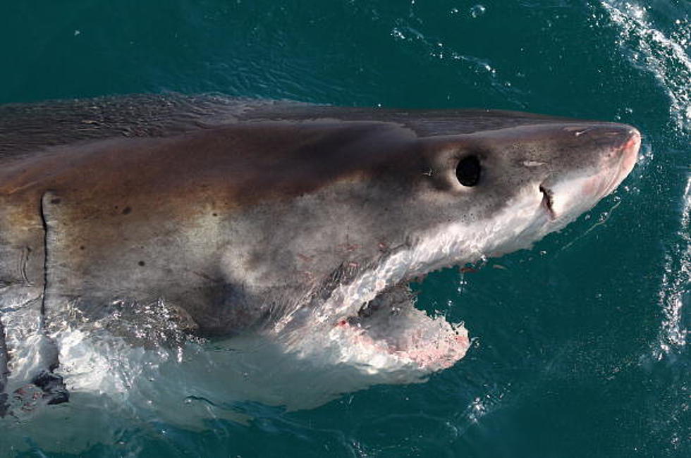 Sharks Swimming In Flooded Streets