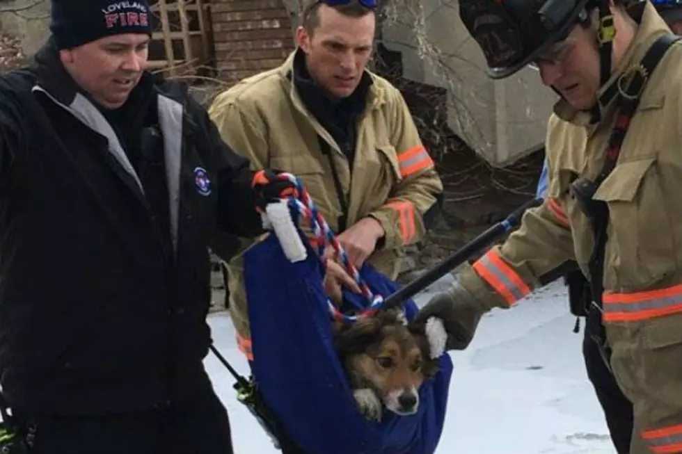 Lost, Injured Loveland Dog Rescued From Drainage Pipe
