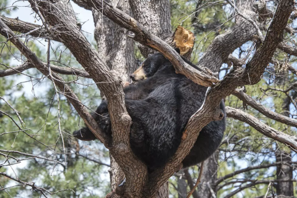 Firefighters Rescue Bear From Tree in Fort Collins, Post Sexy Photo Afterwards