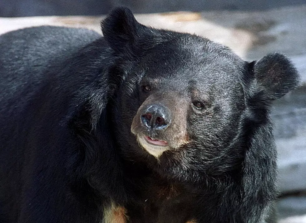 Colorado Man Bit After Trying To Scare Black Bear