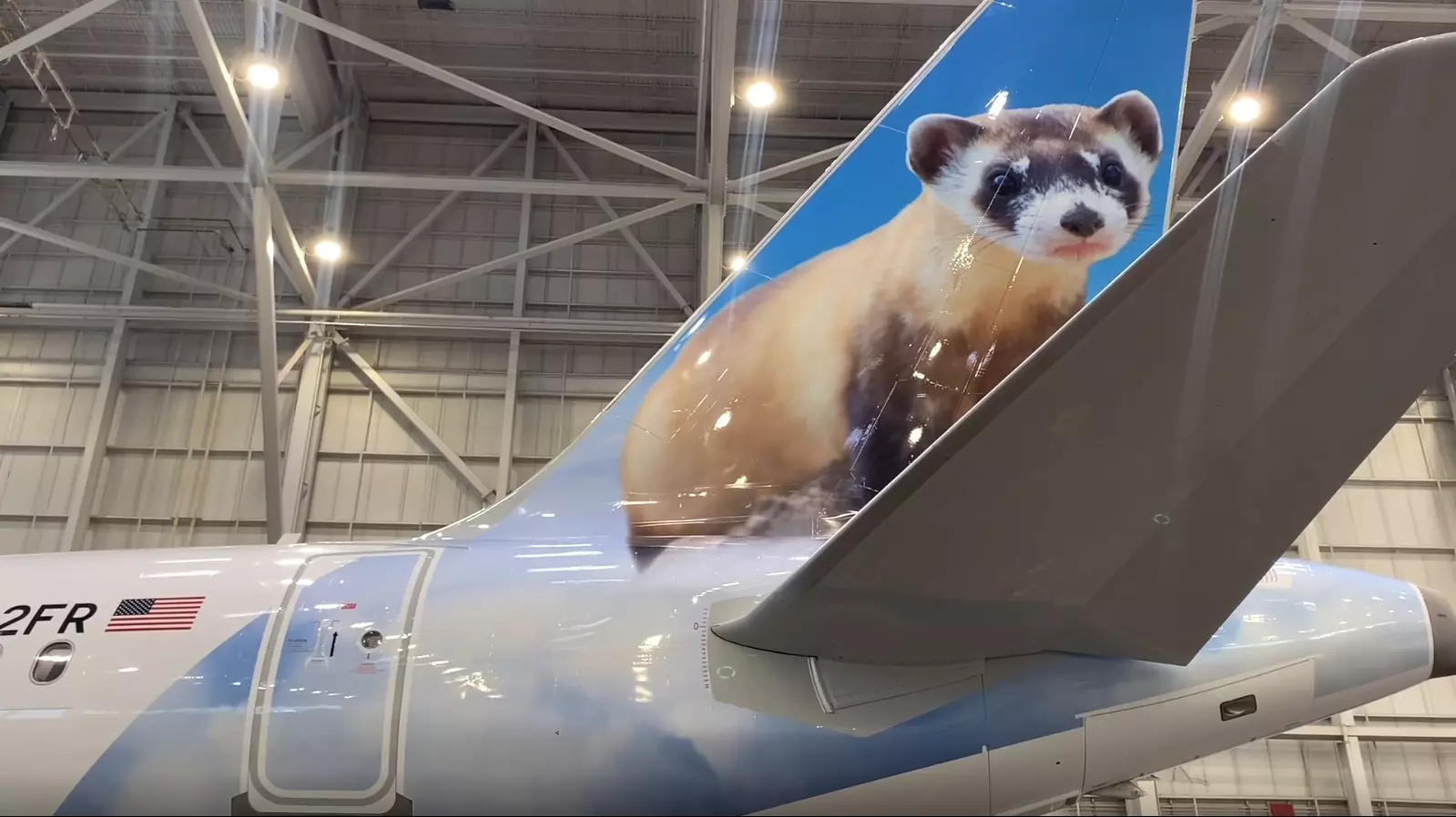 Frontier Airlines Names Plane After Wellington's Special Ferrets